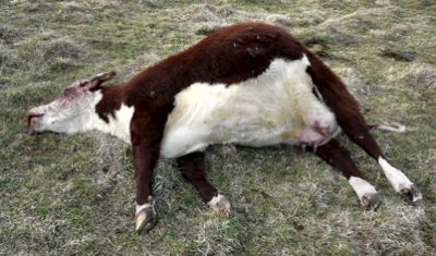 Image of dead cow